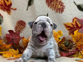 French Bulldog dogs - Ad 35