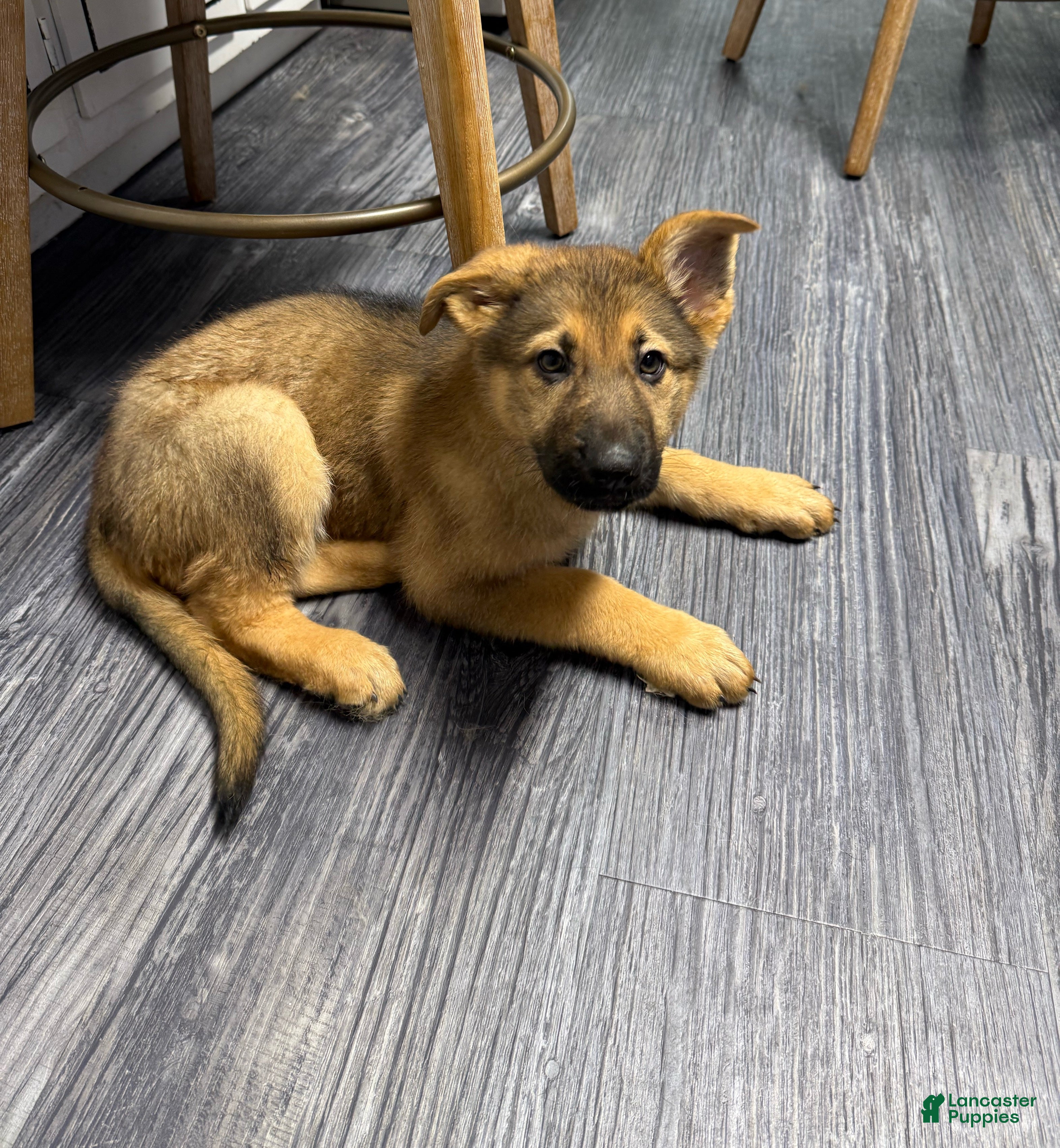 German Shepherd dogs Luna - Ad 1