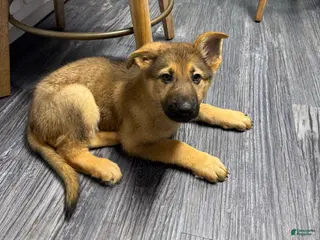 German Shepherd dogs Luna - Ad 1