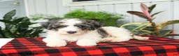 Mini Bernedoodle dogs for sale: Cooper - Ad 4