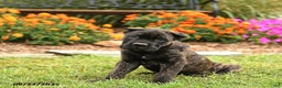 Cane Corso dogs for sale: Lance  - Ad 14