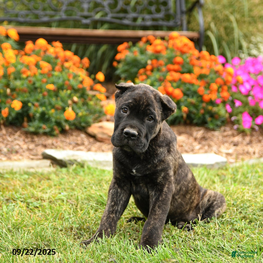 Cane Corso dogs for sale: Lance  - Ad 14