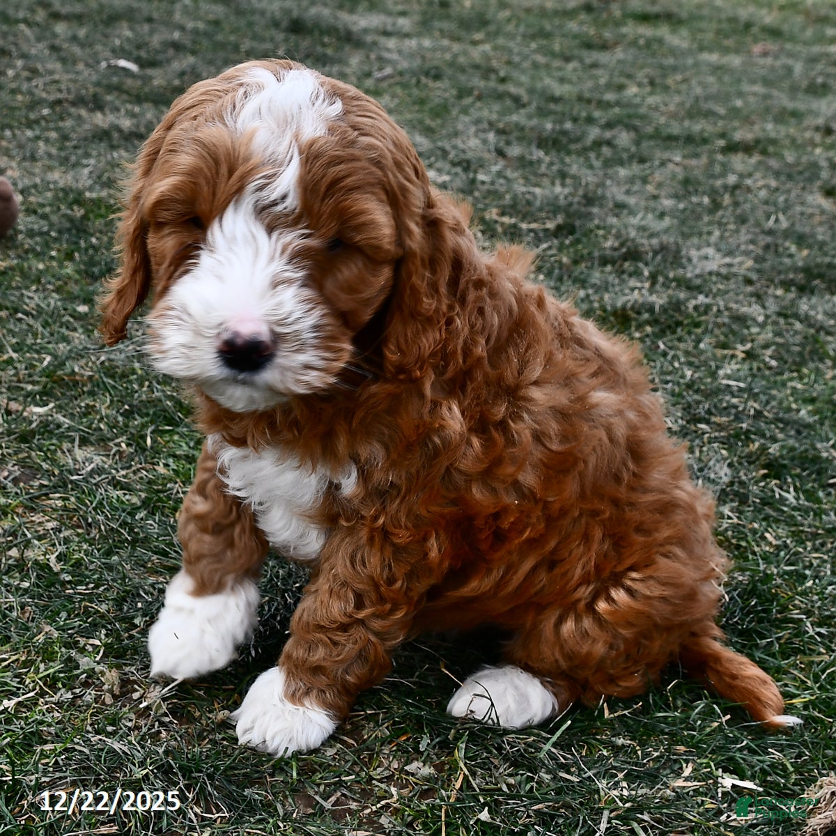 Mini Goldendoodle dogs Cappucino - Ad 12