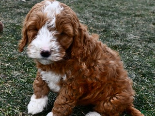 Mini Goldendoodle dogs Cappucino - Ad 12