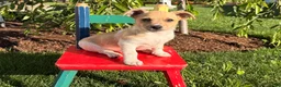 Jack Russell Terrier dogs for sale: Twinkle  - Ad 3