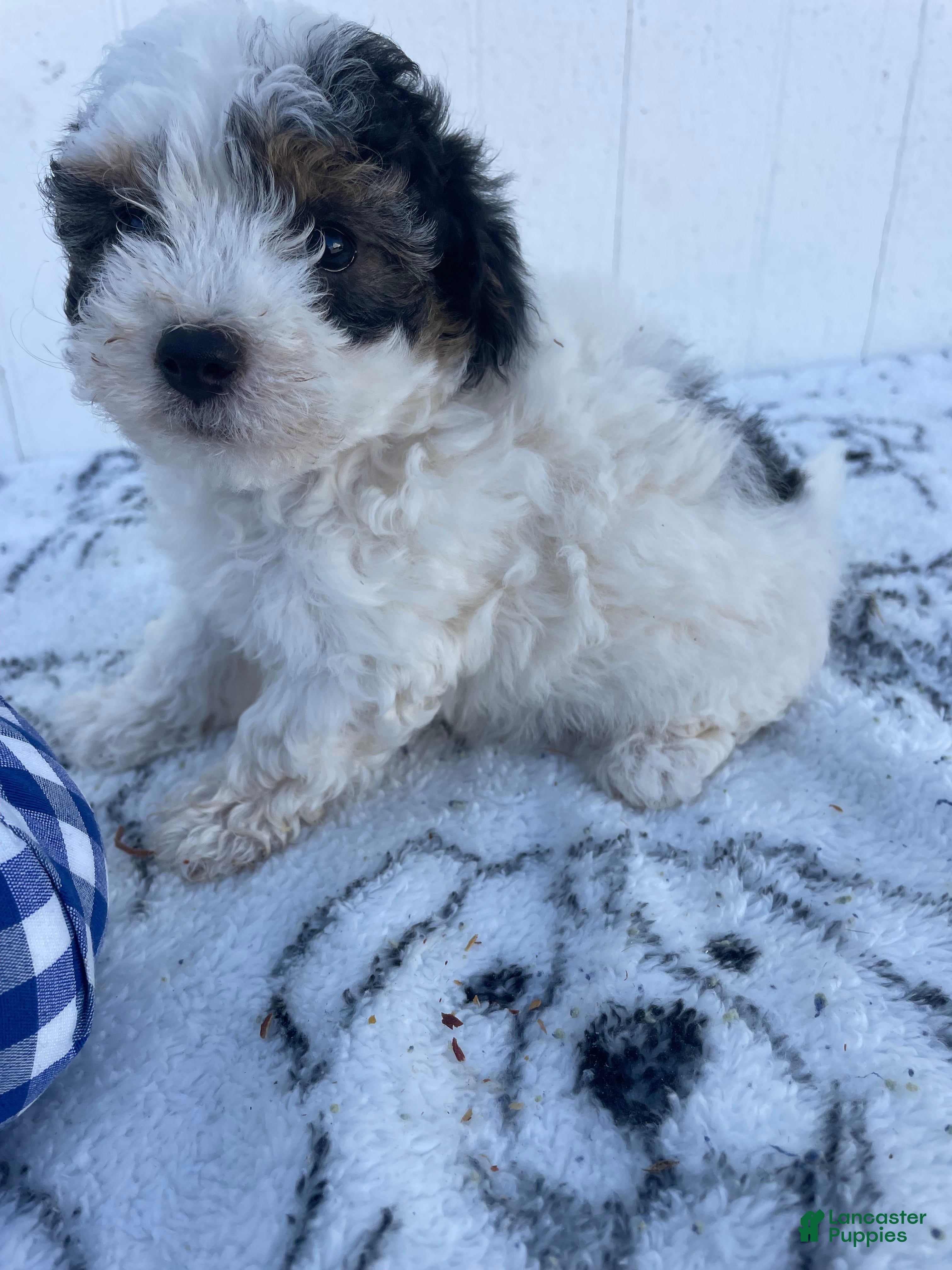 Yorkiepoo dogs for sale: Hazel - Ad 36