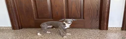 Italian Greyhound dogs for sale: TJ  - Ad 5
