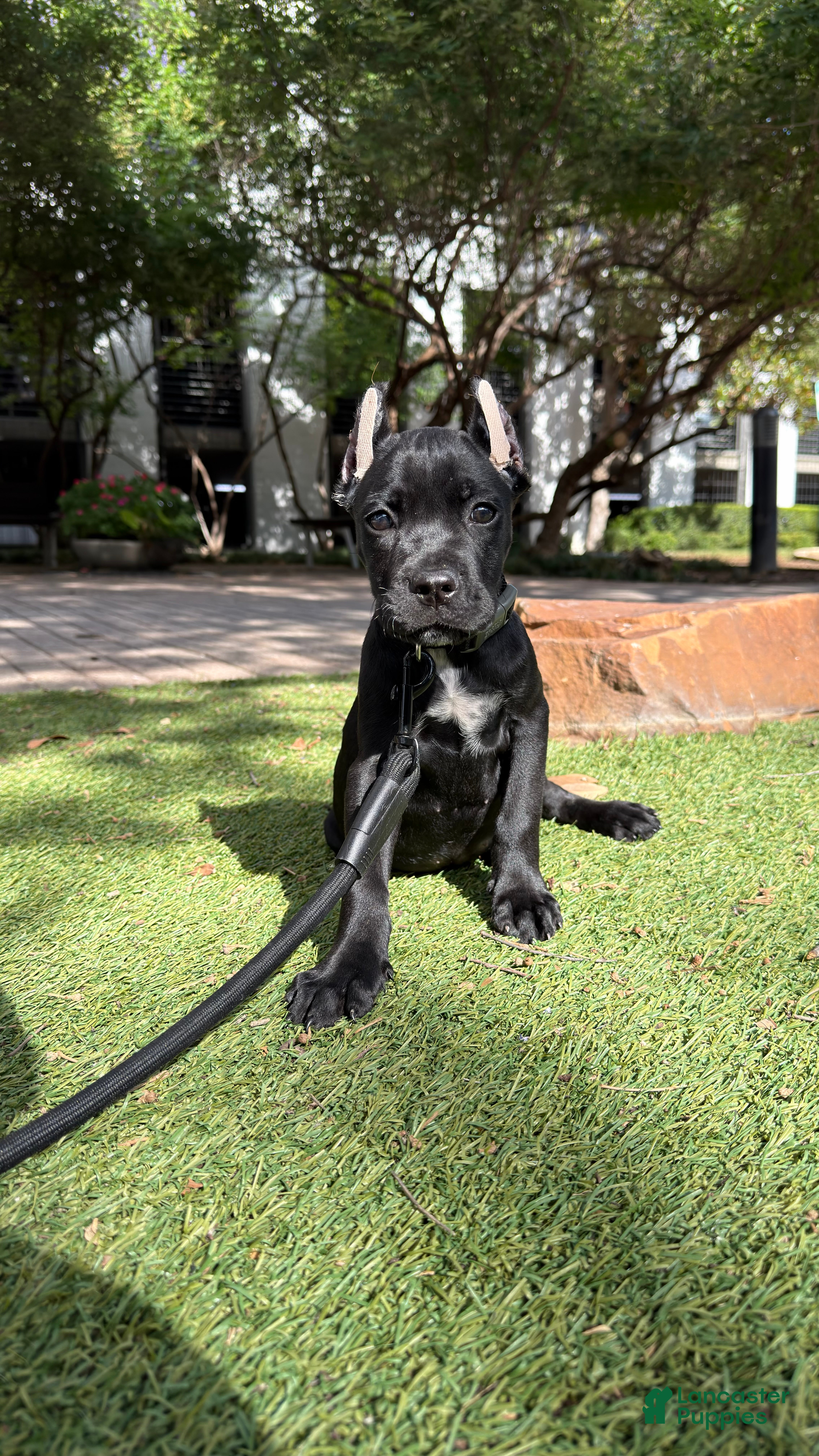 Cane Corso dogs Cane Corso 1 - Ad 29