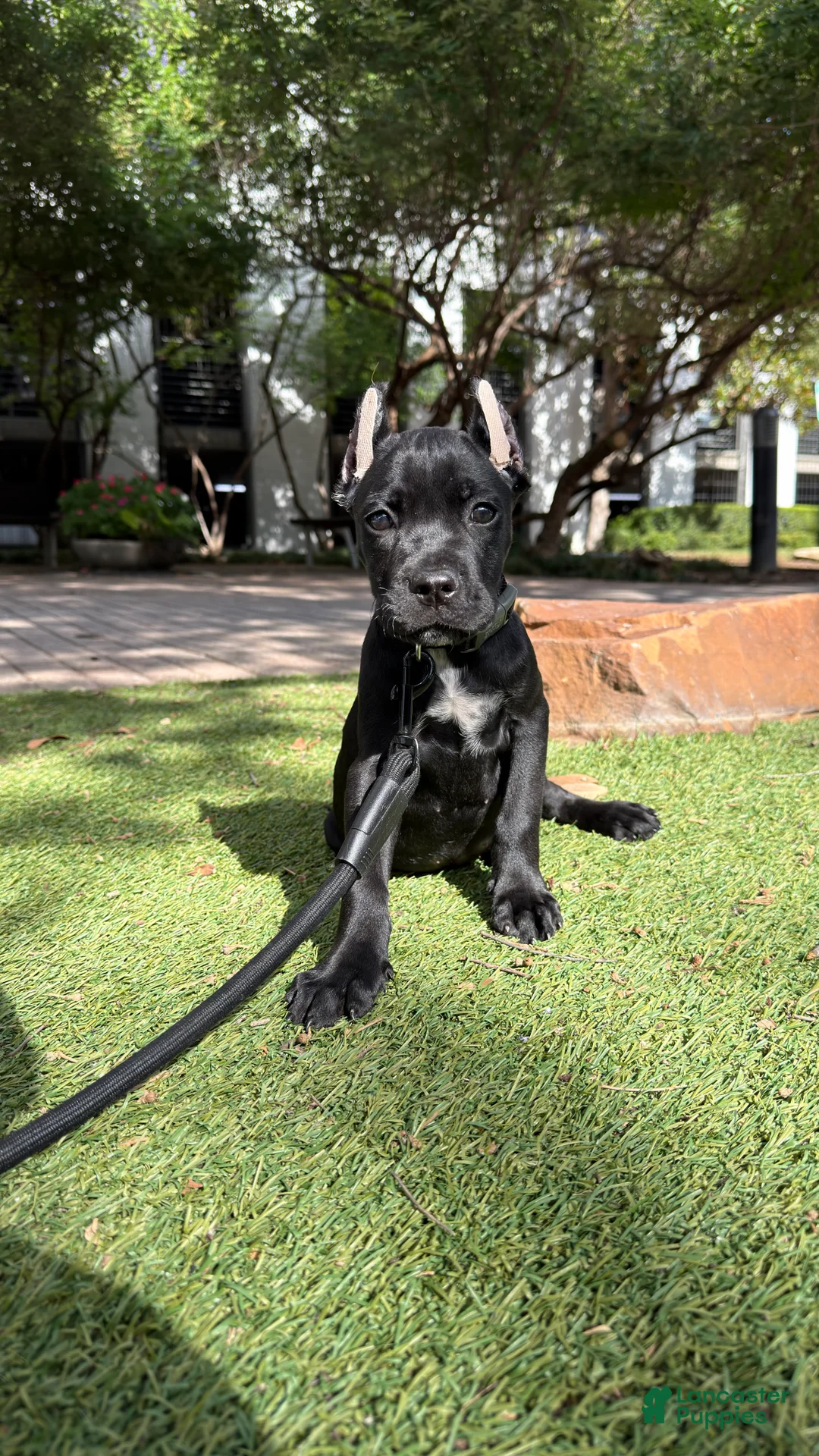 Cane Corso dogs for sale: Cane Corso 1 - Ad 1