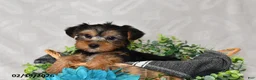 Yorkshire Terrier dogs for sale: Avery - Ad 2