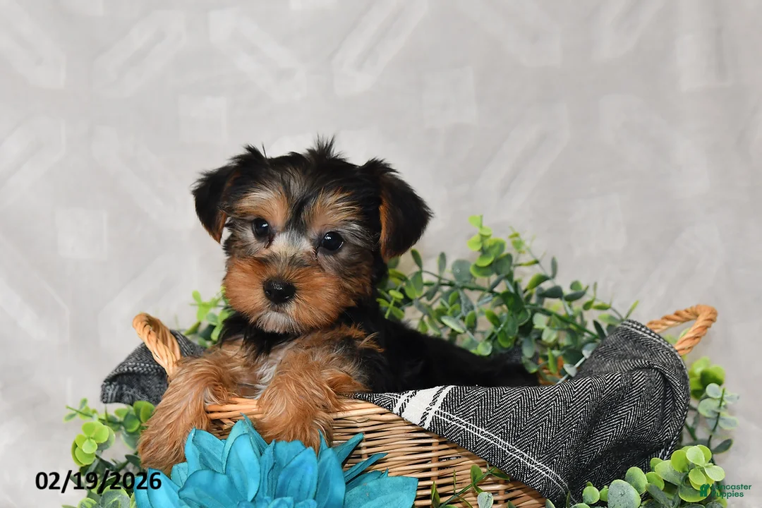 Yorkshire Terrier dogs for sale: Avery - Ad 2