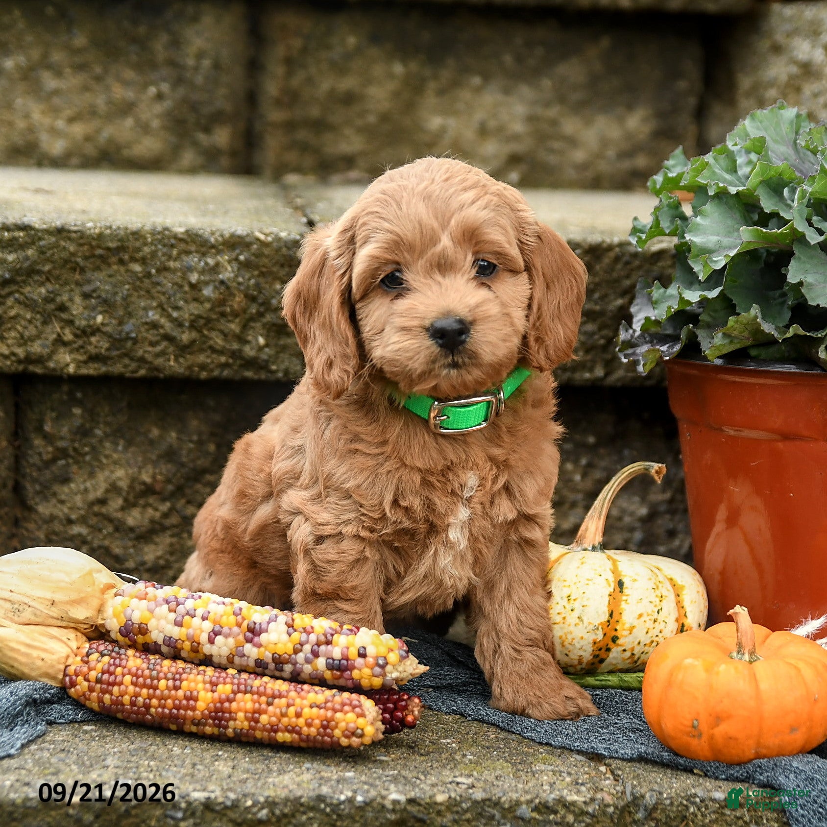 Cockapoo dogs Donovan - Ad 2