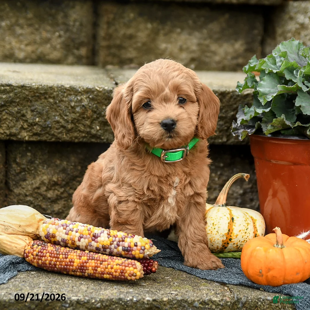 Cockapoo dogs for sale: Donovan - Ad 2
