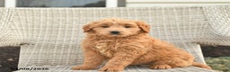 Mini Goldendoodle dogs for sale: Washington  - Ad 1