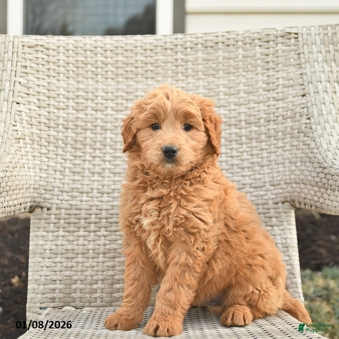 Mini Goldendoodle dogs for sale: Washington  - Ad 1