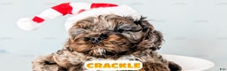 Cockapoo dogs for sale: Crackle - Ad 8