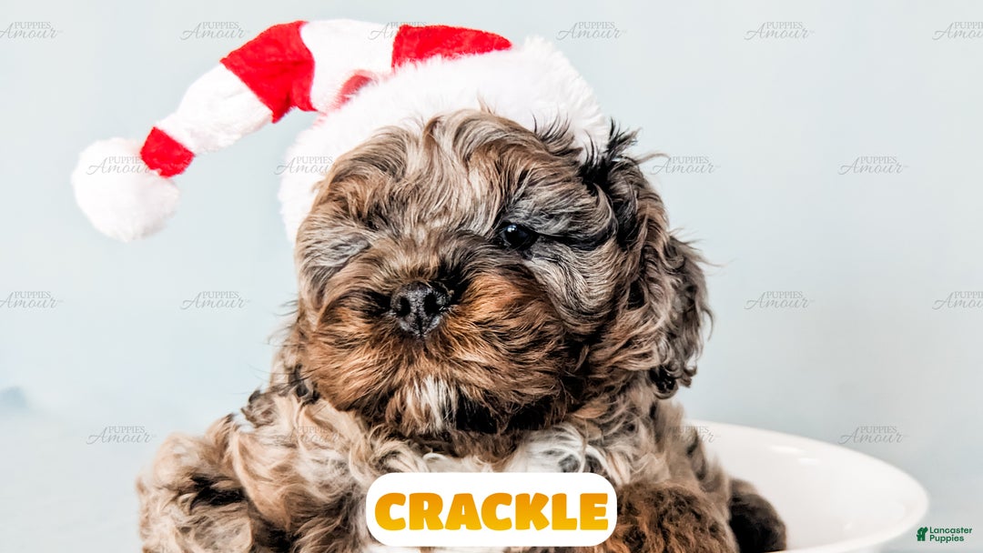 Cockapoo dogs for sale: Crackle - Ad 8