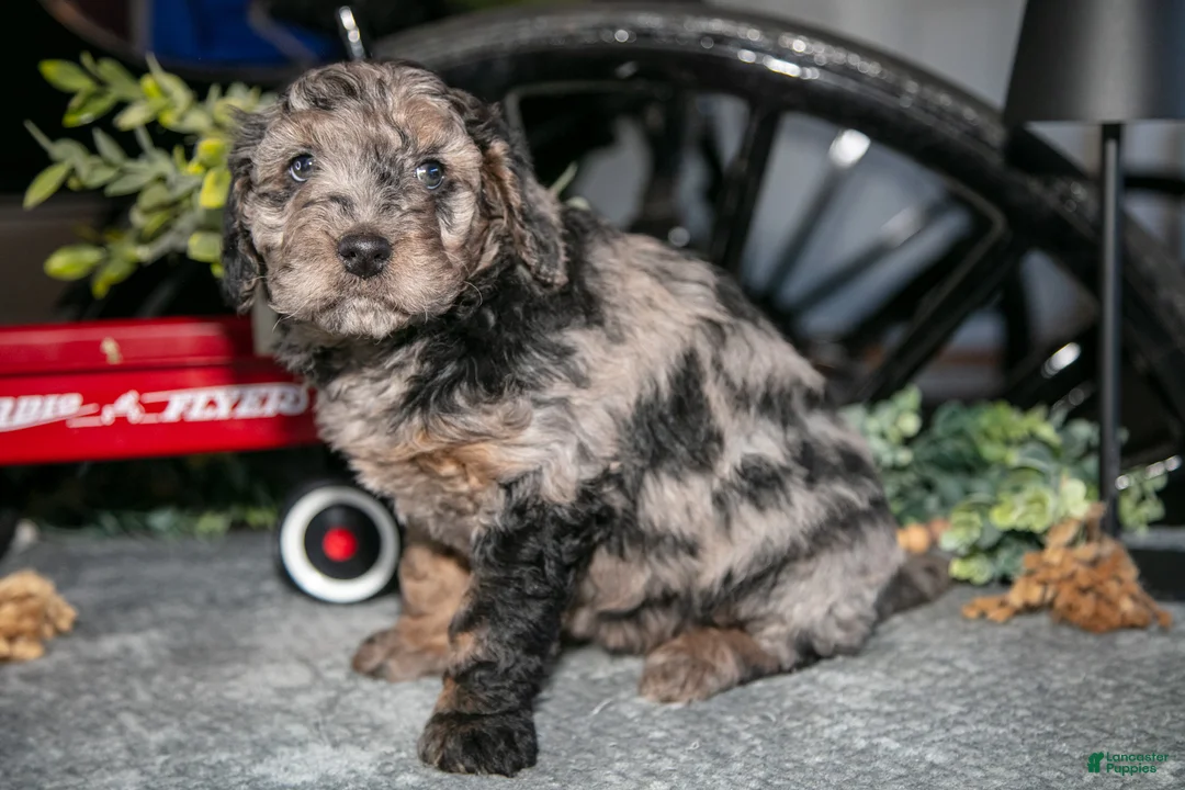 Mixed Breed dogs for sale: Josie - Ad 3