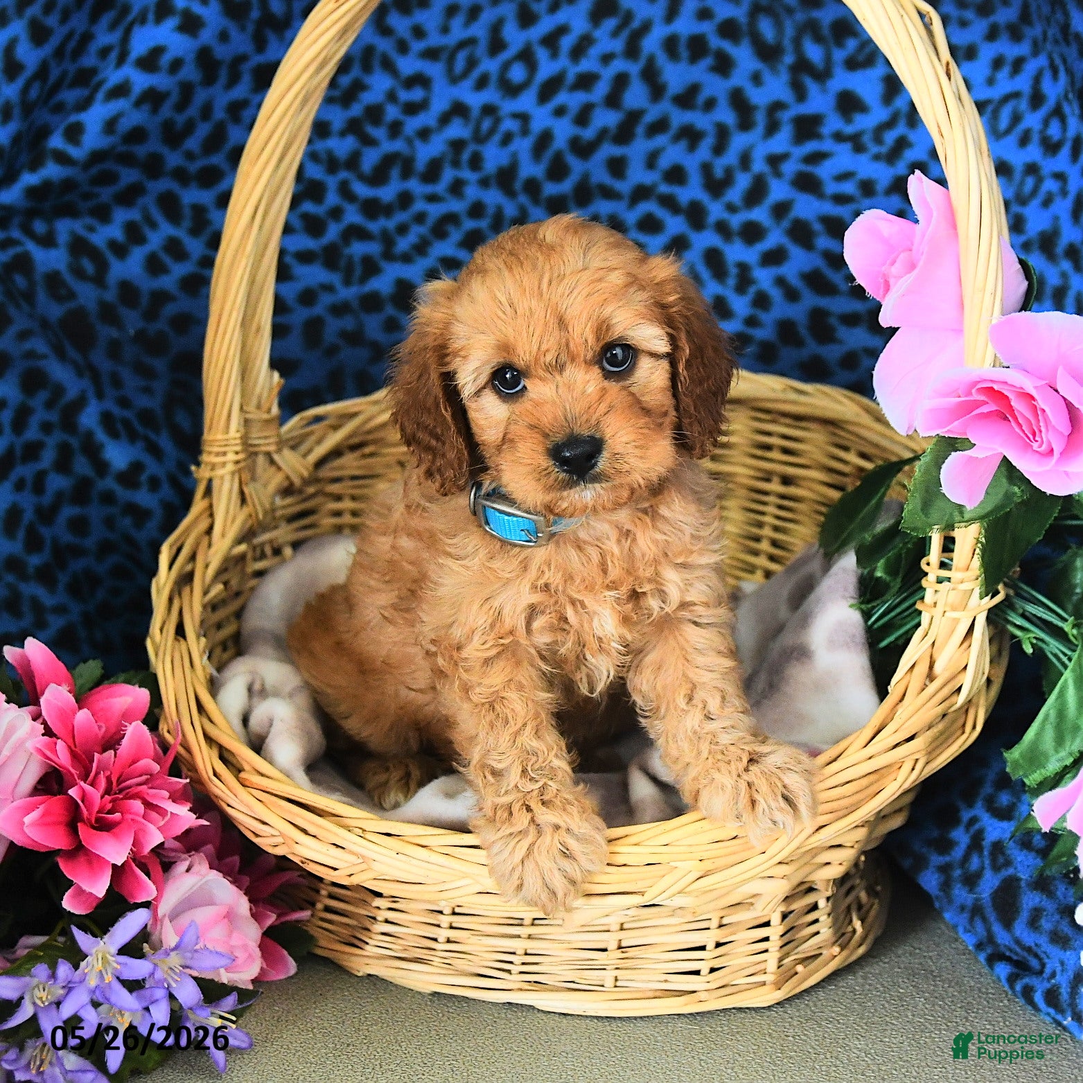 Cavapoo dogs Cameron - Ad 2
