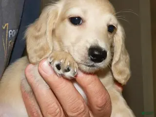 Miniature Dachshund dogs Miniature Dachshund Puppy 6 - Ad 7