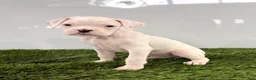 Boxer dogs for sale: Messi - Ad 3