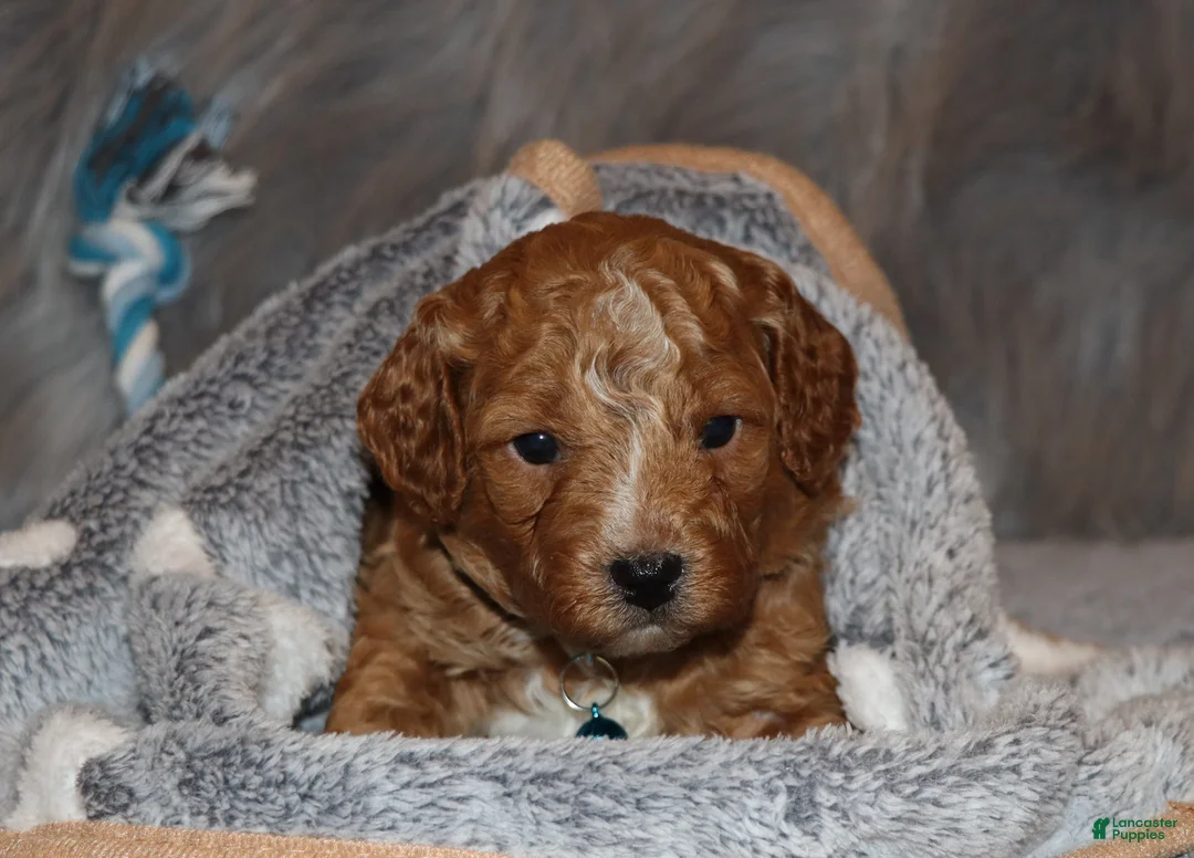 Mini Goldendoodle dogs for sale: Thomas 💙 Micro Miniature - Ad 21