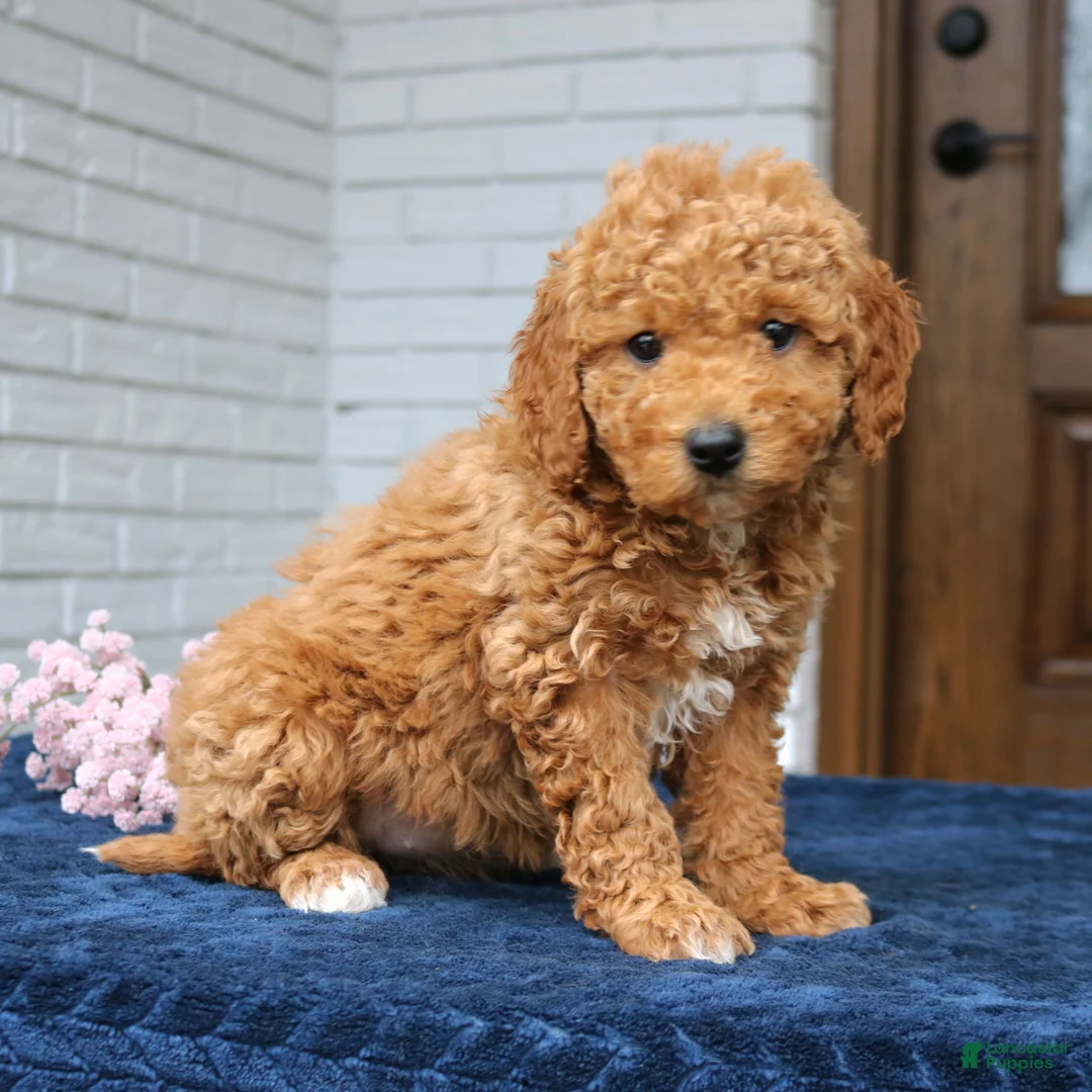 Mini Goldendoodle dogs for sale: Thea  - Ad 3