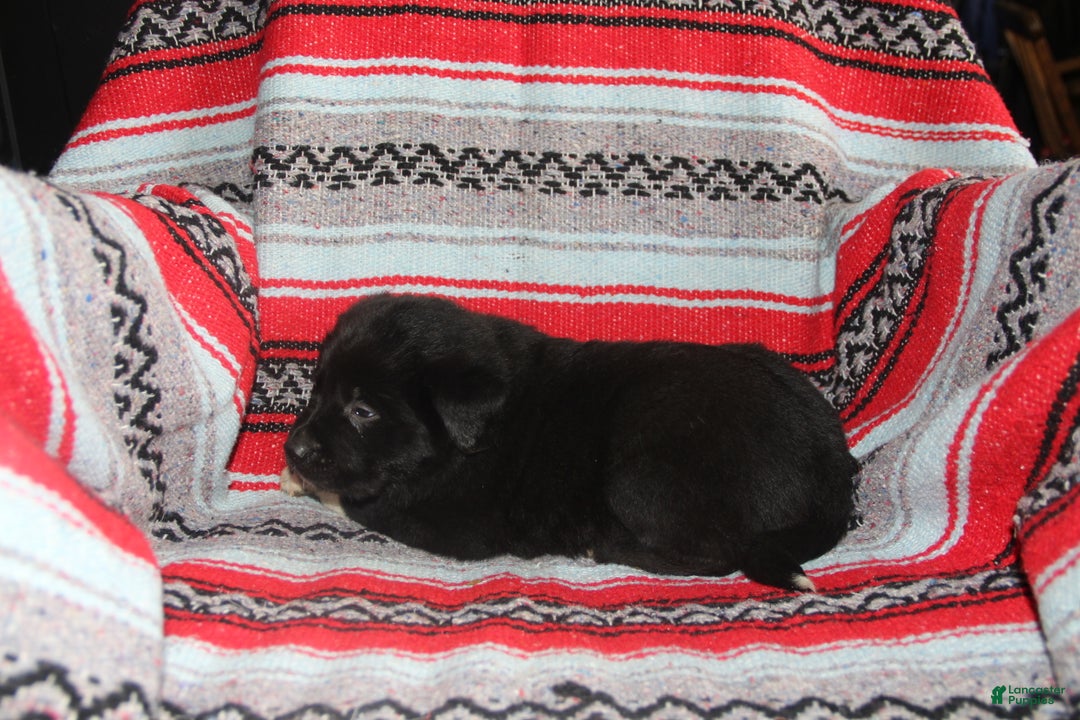 Mixed Breed dogs for sale: Jasmine - Ad 2