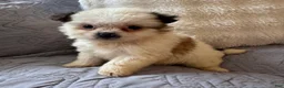 Shorkie dogs for sale: May - Ad 5
