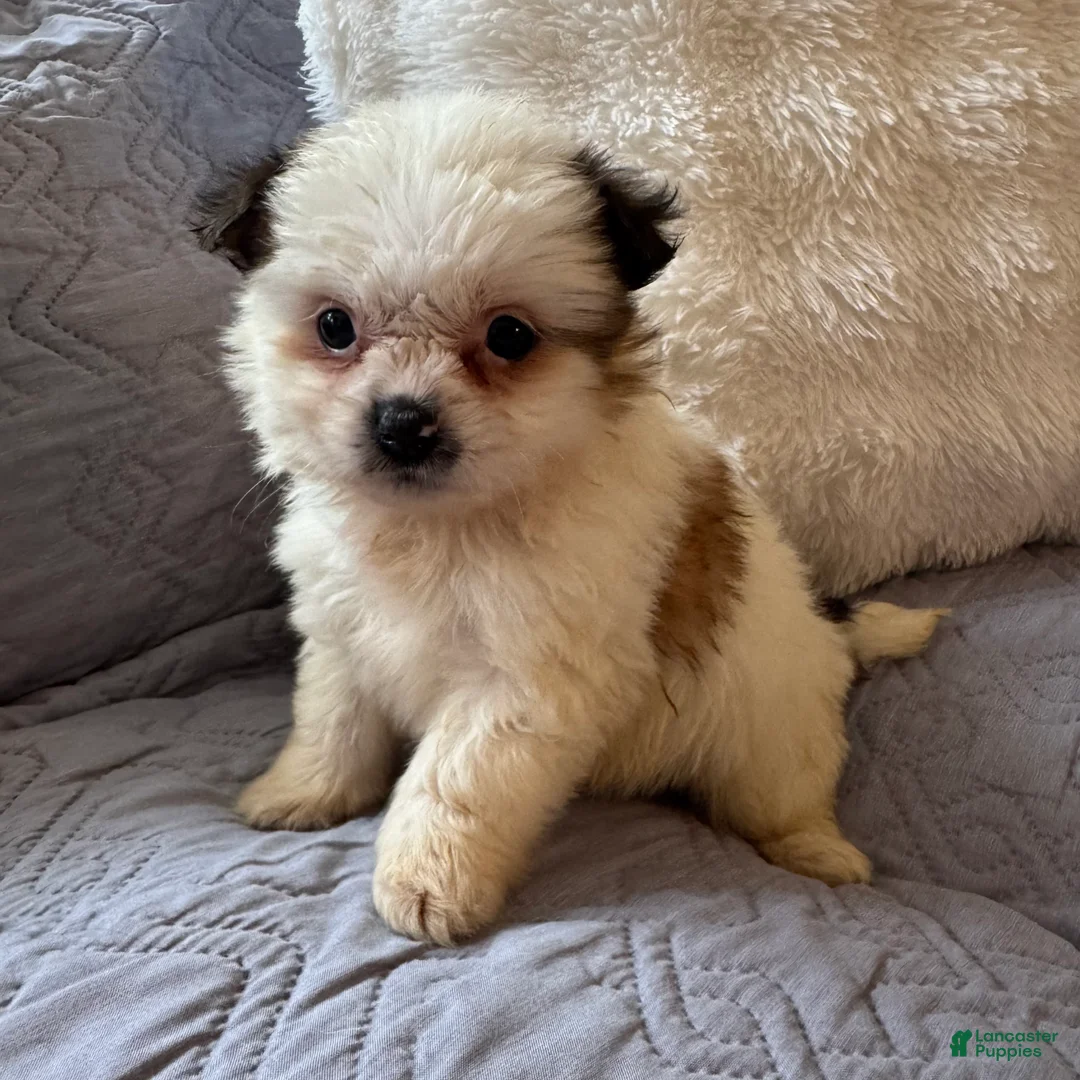 Shorkie dogs for sale: May - Ad 5