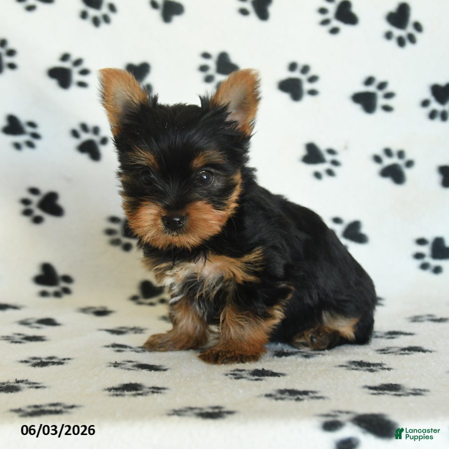 Yorkshire Terrier dogs for sale: Wisteria - Ad 2