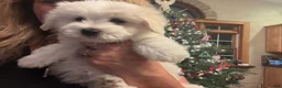 Coton De Tulear dogs for sale: Coton De Tulear 3  carson - Ad 1