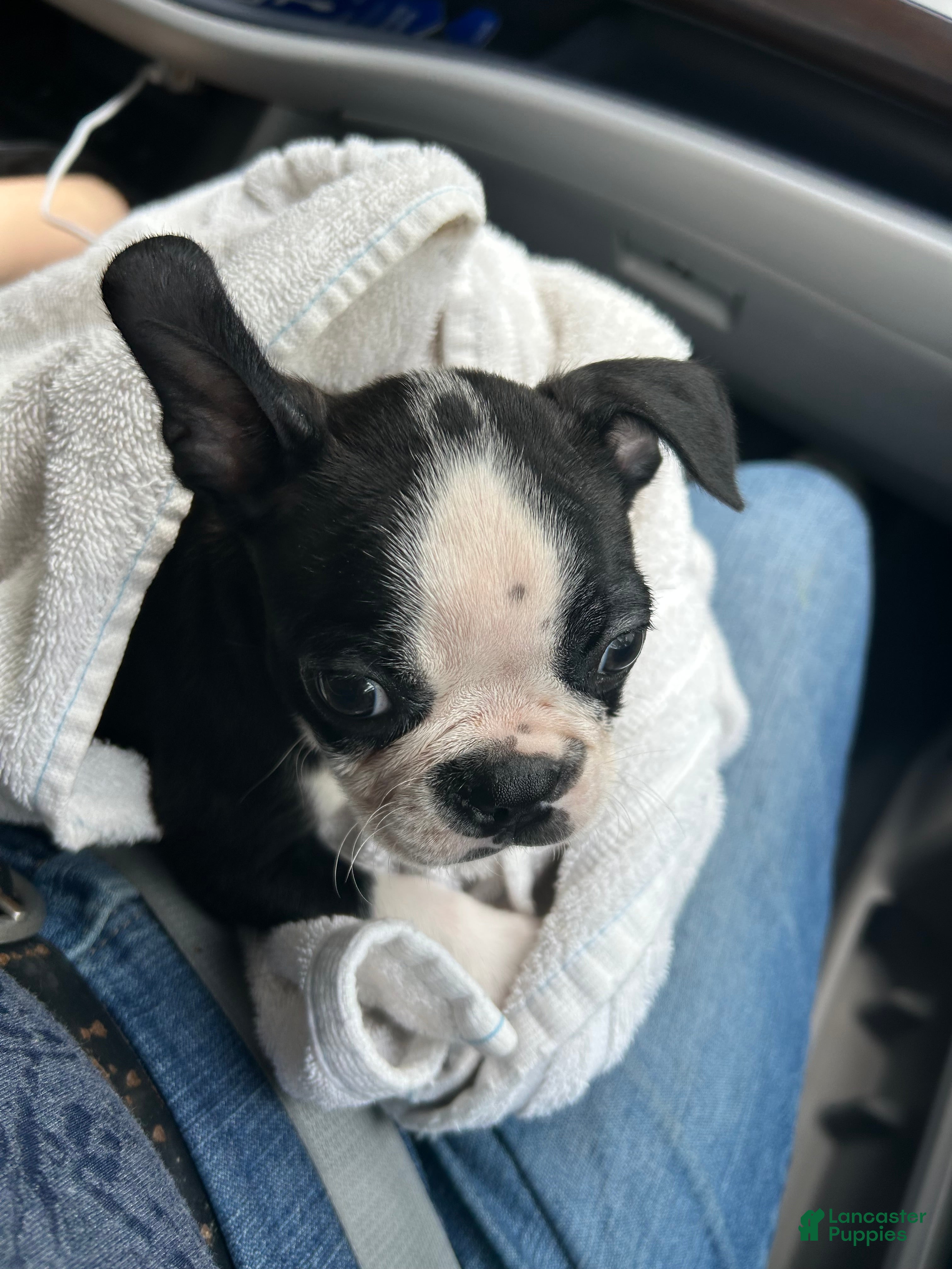 Boston Terrier dogs  Reny - Ad 2