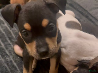 Mixed Breed dogs - Ad 35