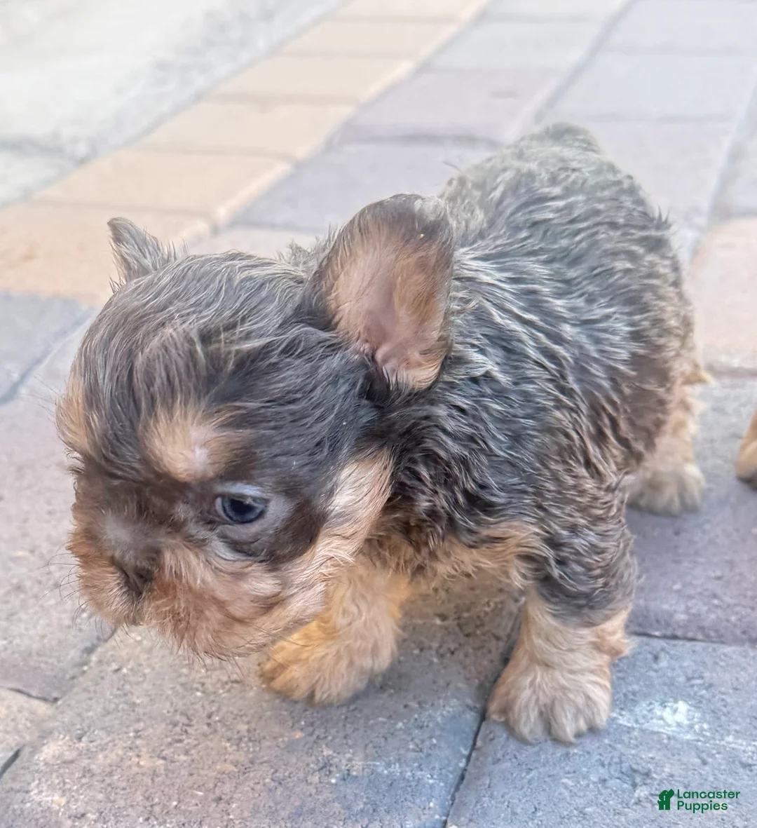 French Bulldog dogs for sale: Bluey - Ad 2