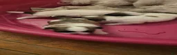 Shih Tzu dogs for sale: Shih Tzu 1 - Ad 3