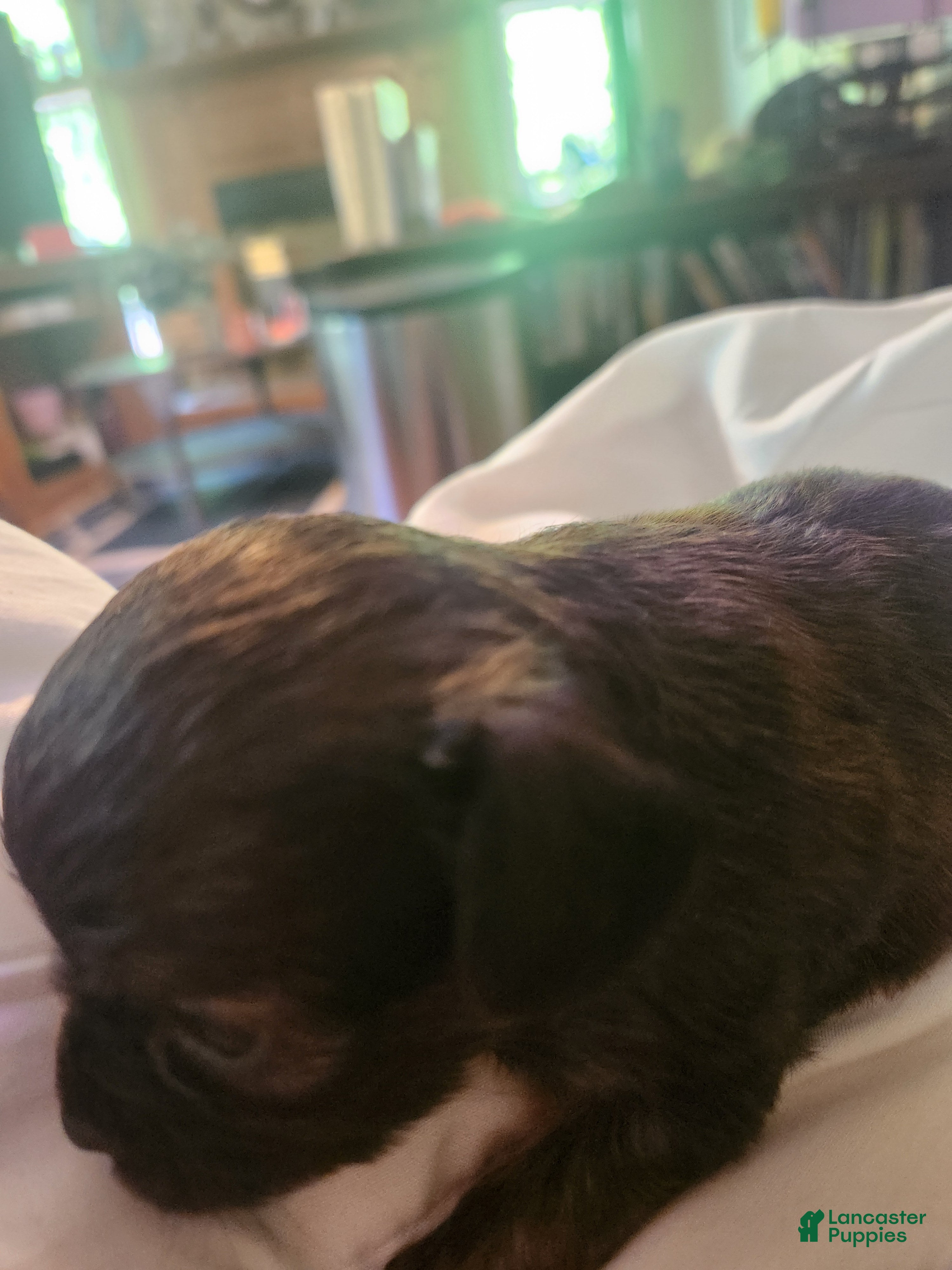 Chihuahua dogs Chihuahua Puppy 4 - Ad 37