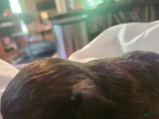 Chihuahua dogs Chihuahua Puppy 4 - Ad 37