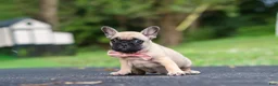 French Bulldog dogs for sale: Callie - Ad 2