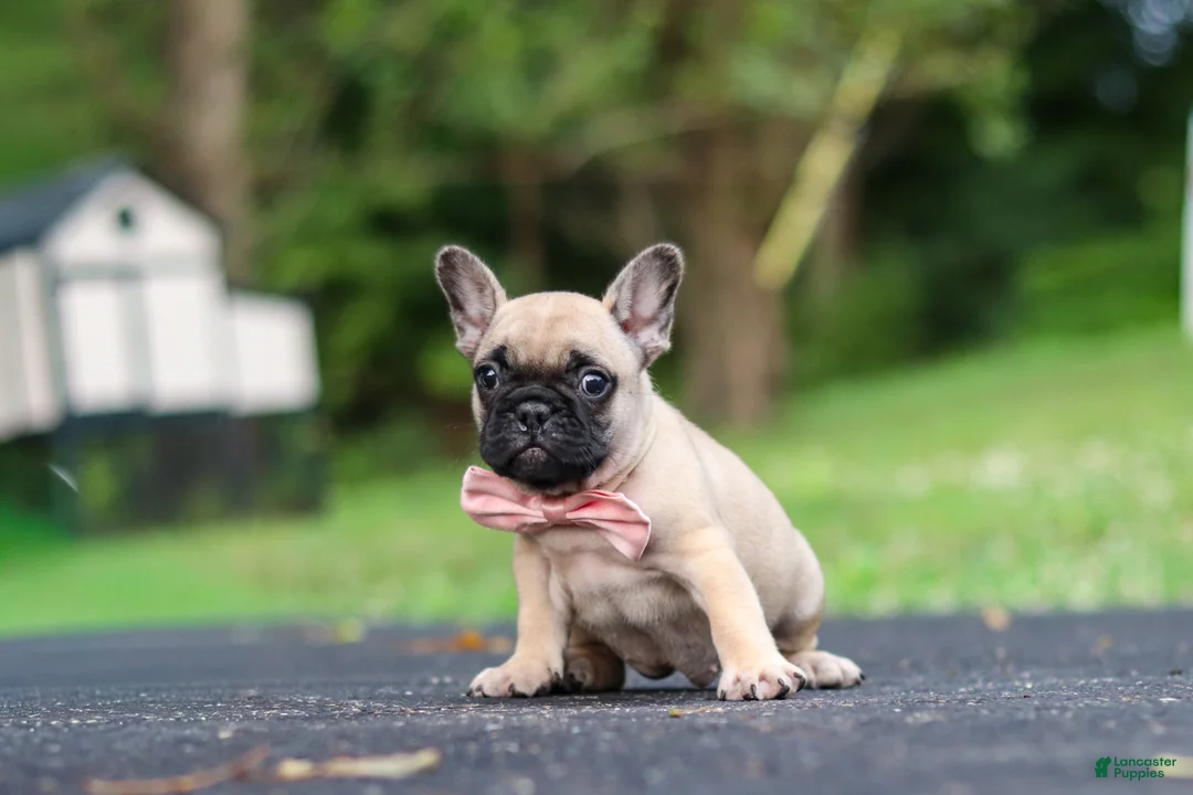 French Bulldog dogs for sale: Callie - Ad 2