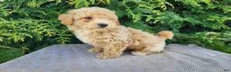 Mini Bernedoodle dogs for sale: Liam - Ad 12
