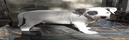 American Bully dogs for sale: "THA ROCK" WHITE WITH MERLE PATCHES - Ad 3