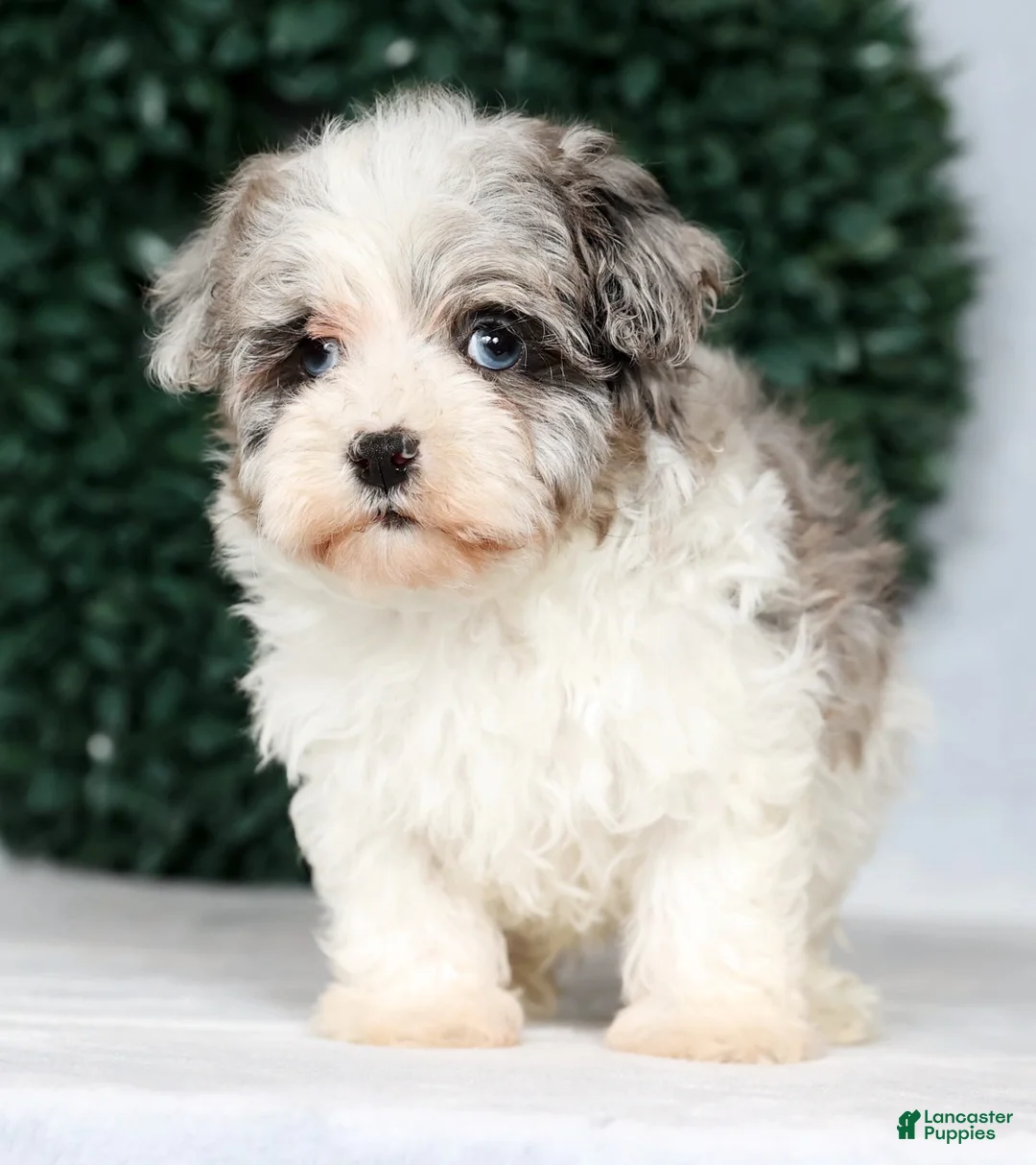 Havapoo dogs for sale: James - Ad 6