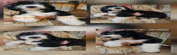 Bernedoodle dogs for sale: Bernedoodle  - Ad 13