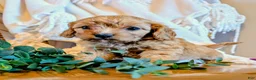 Cavapoo dogs for sale: EVEREST - Ad 6
