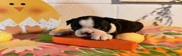 Boston Terrier dogs for sale: Betty - Ad 3
