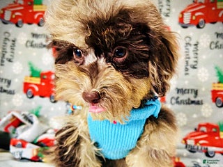 Havapoo dogs YoYo - Ad 9