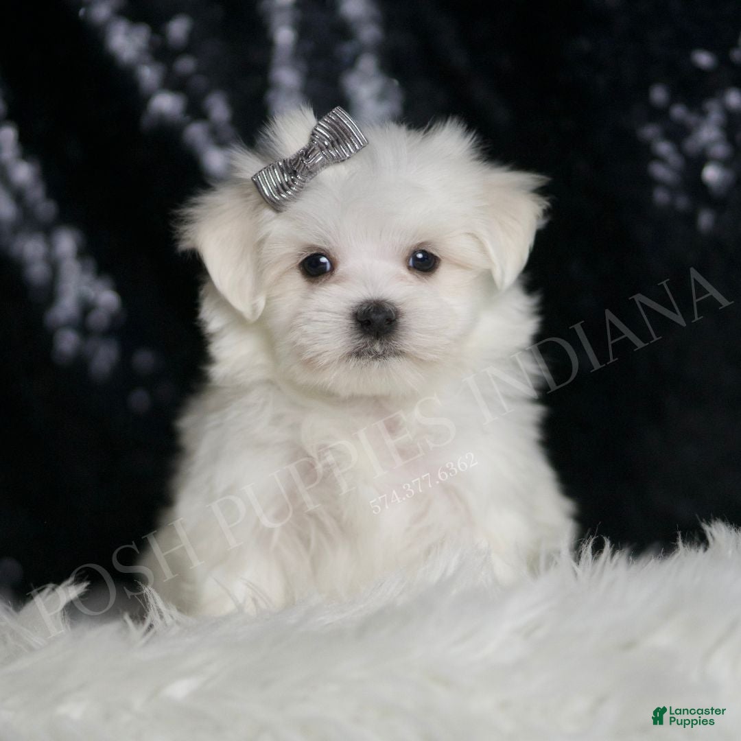 Nathan for sale in Warsaw Lancaster Puppies