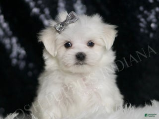 Maltese dogs - Ad 26