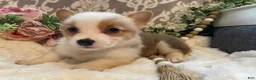 Welsh Corgi Pembroke dogs for sale: Scout - Ad 6